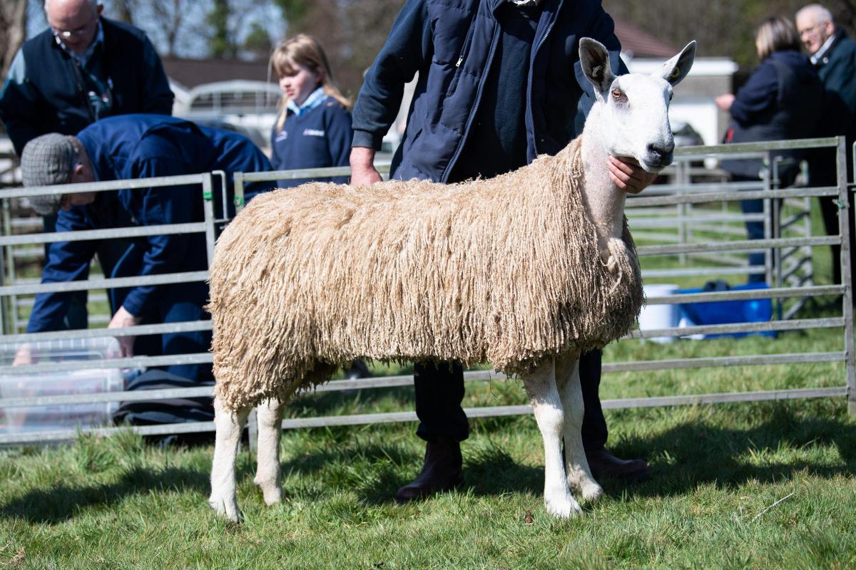 Reserve inter-breed sheep champion was the Blue Faced Leicester from James Taylor Ref:RH230422083  Rob Haining / The Scottish Farmer...