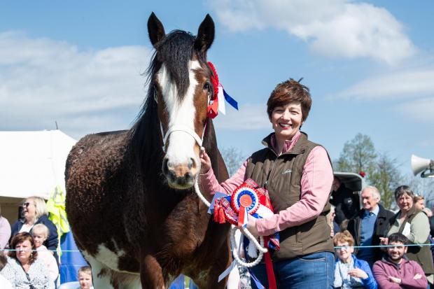 BEITH SHOW'S overall champion was the Clydesdale section leader Braehead Harmony from Caroline Woodburn Ref:RH230422091  Rob Haining / The Scottish Farmer