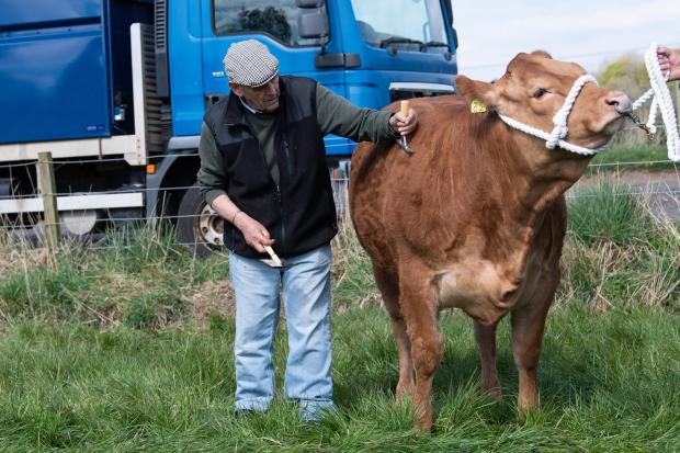 The Scottish Farmer: final preps before the inter-breed championship at Ochiltree show Ref:RH270422054 Rob Haining / The Scottish Farmer...