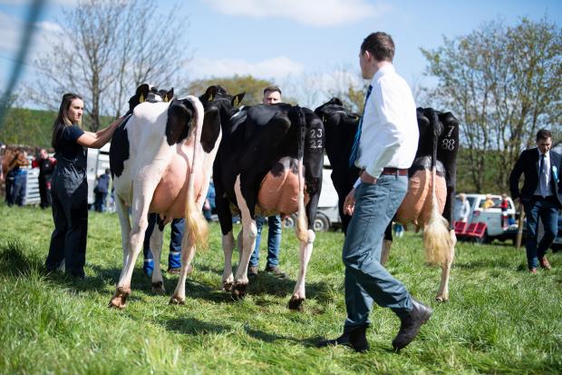 The Scottish Farmer: Jake Sayer casting his eye over the group of three in the dairy section at Ochiltree show Ref:RH270422064 Rob Haining / The Scottish Farmer...