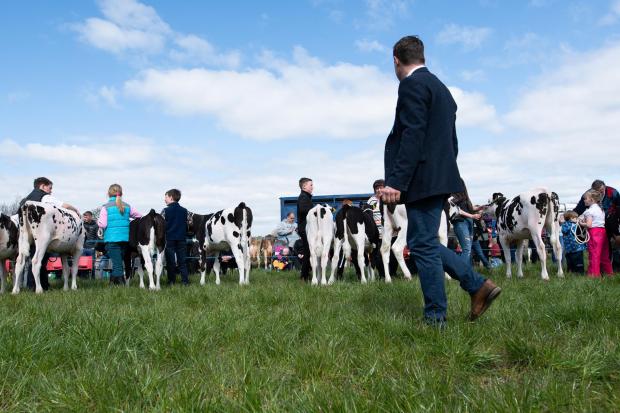 The Scottish Farmer: The sun was shining at Ochiltree, as Judge Alexander Park takes his final walk down the line up before tapping out his dairy calve winner Ref:RH270422051 Rob Haining / The Scottish Farmer...