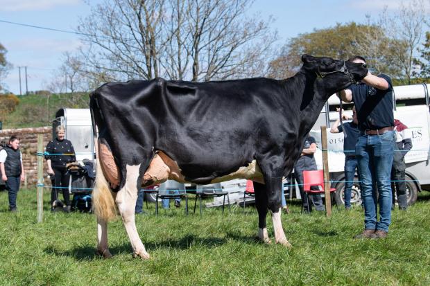 The Scottish Farmer: Overall dairy and show champion was the Holstein from Neil Sloan Ref:RH270422068 Rob Haining / The Scottish Farmer...