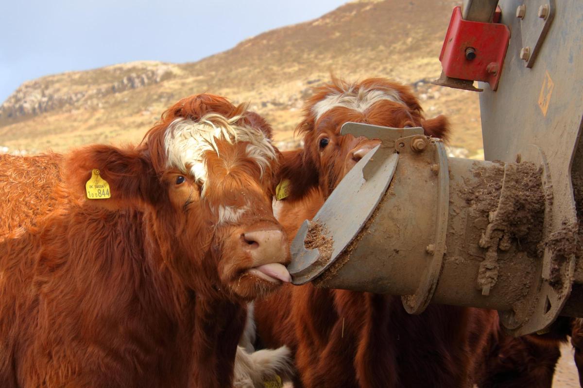 Drimnin Estate - The #Drimnin Estate coos waiting for their breakfast of organic draff, a bi-product from the Nc'nean Distillery whisky.