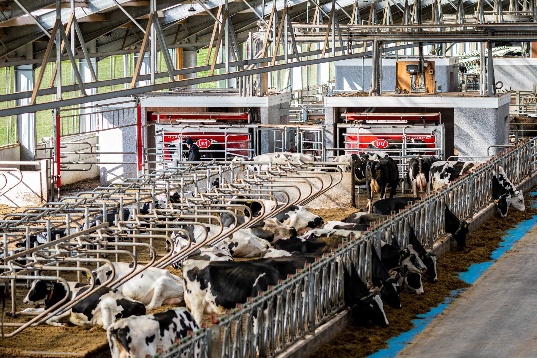 Eight Lely A5 robots have been installed in the new cow shed with a further two in an older cubicle shed