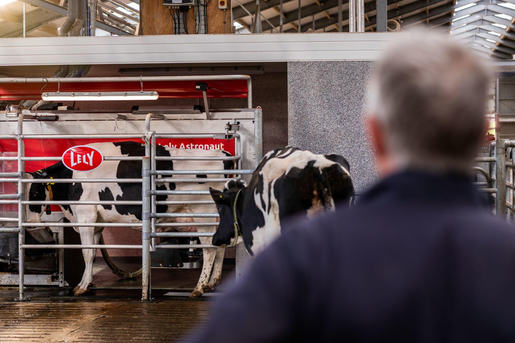 Cows readily queue up to be milked through the robotic machine where they are given concentrates according to yield