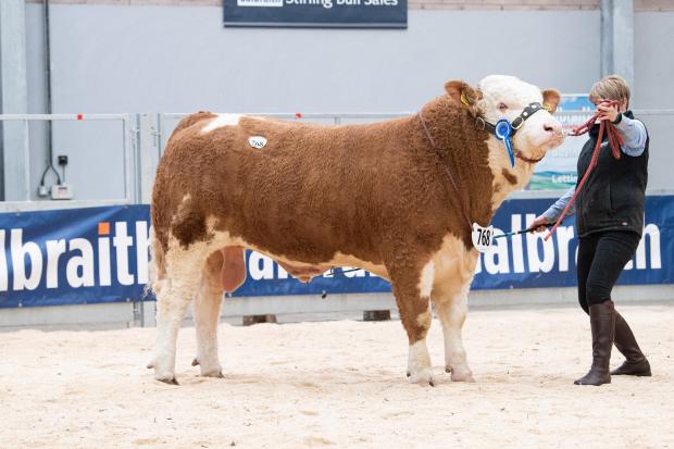 The Scottish Farmer: Islavale Luther from the Stronach family sold for 8500gns Ref:RH020522082 Rob Haining / The Scottish Farmer...