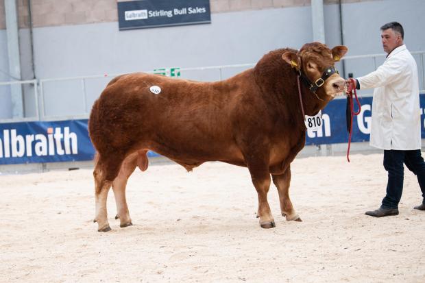 The Scottish Farmer: Dyke Runrig from the MacGregors sold for 7200gns Ref:RH020522086 Rob Haining / The Scottish Farmer...