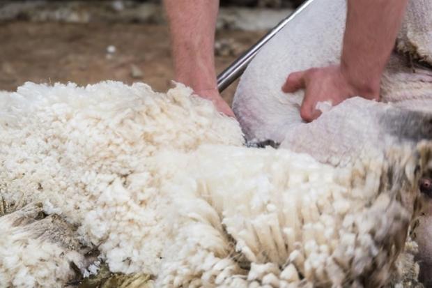 A new round of shearing classes have been announced, post Covid restrictions