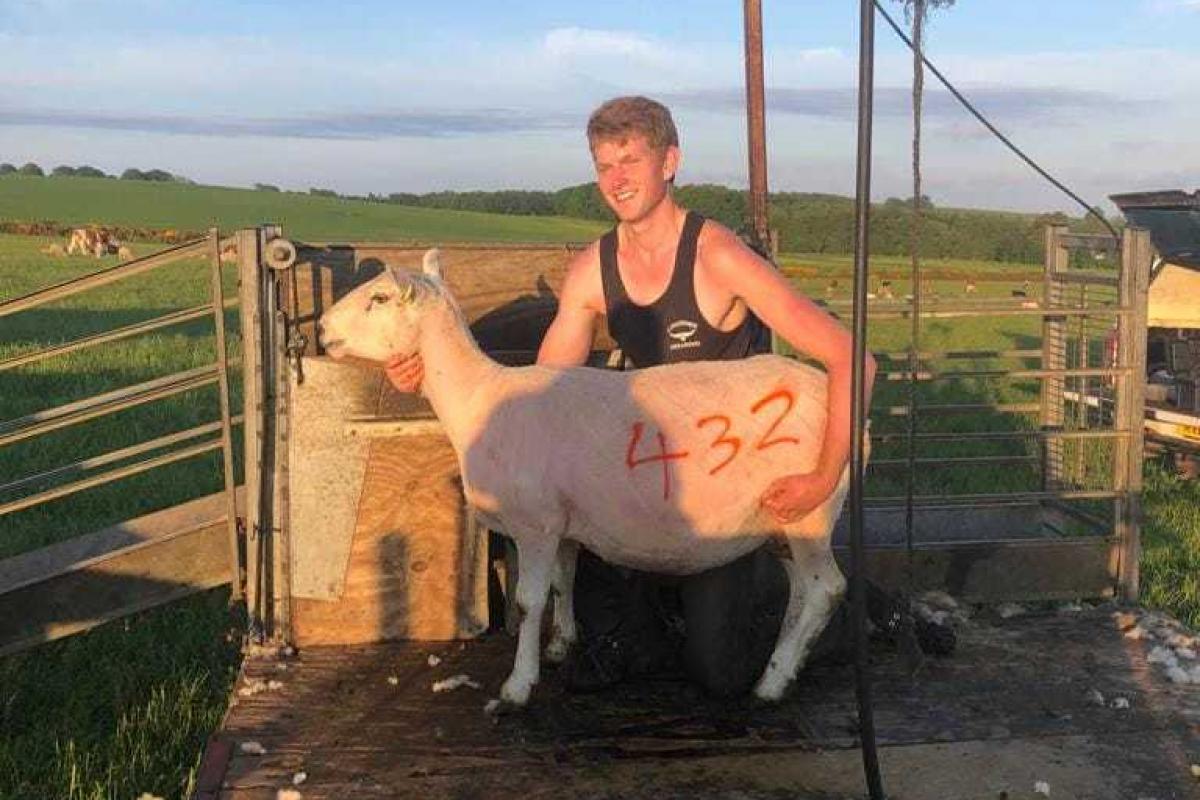 Sheerer Ian Armstrong has a record of 432 sheep in one day