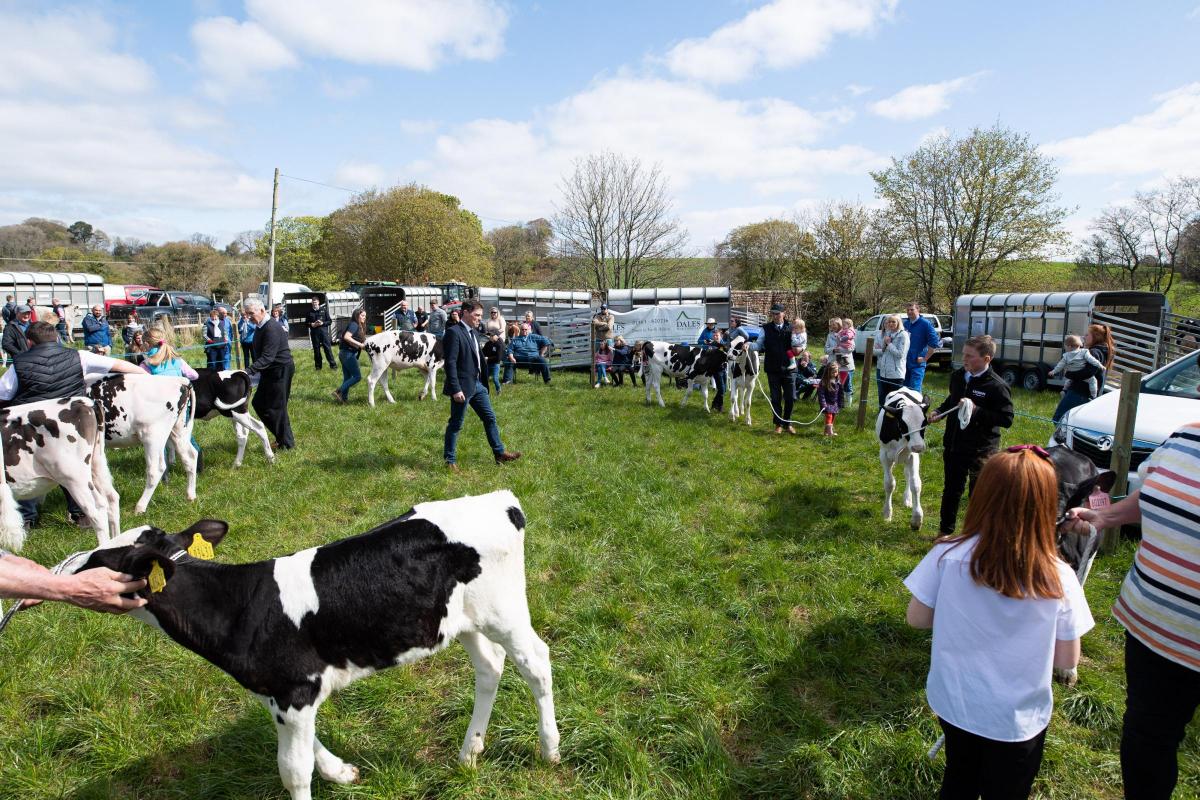 Alexander Park judging the dairy calves at Ochiltree show  Ref:RH270422049  Rob Haining / The Scottish Farmer...