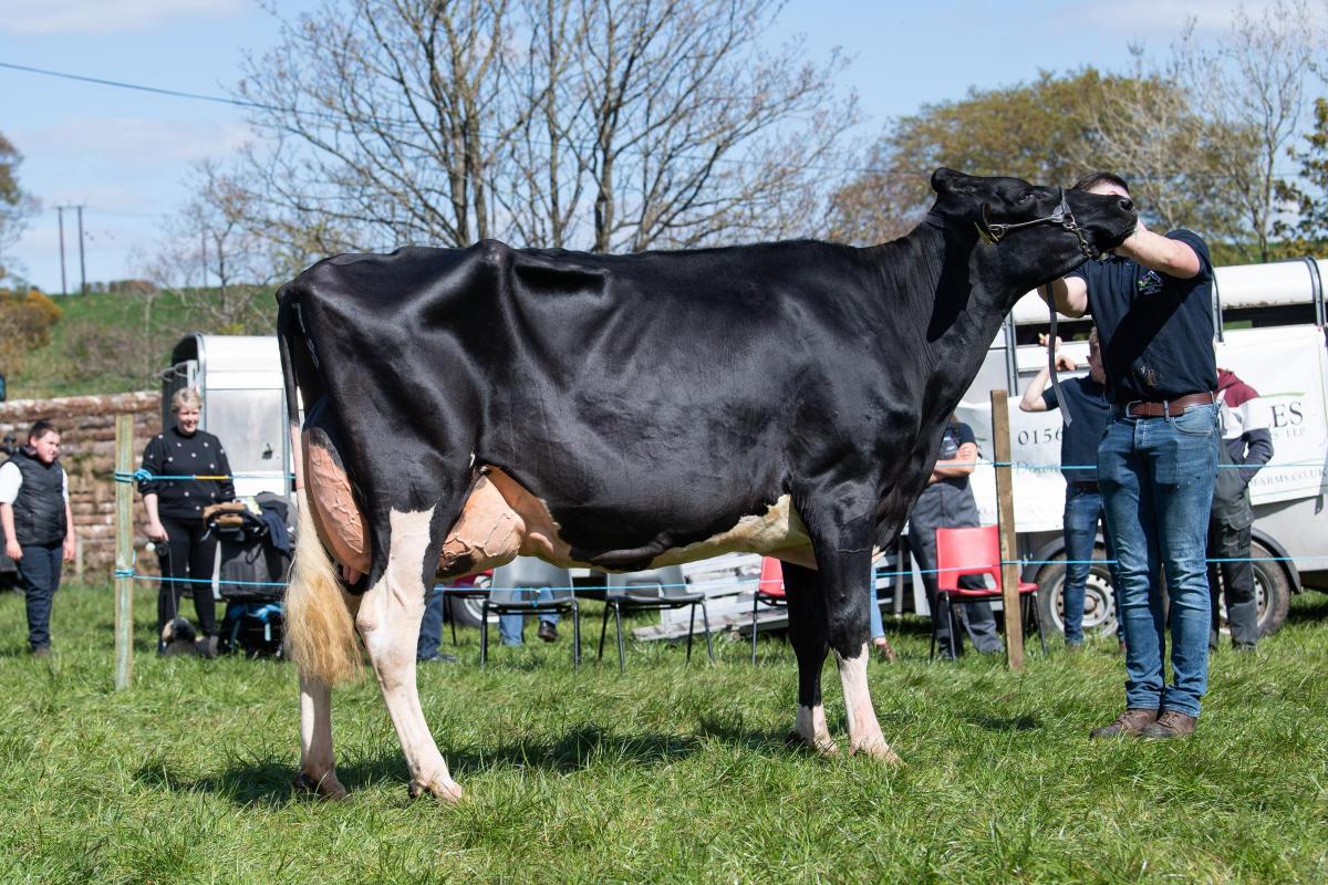 Overall dairy and show champion was the Holstein from Neil Sloan Ref:RH270422068  Rob Haining / The Scottish Farmer...
