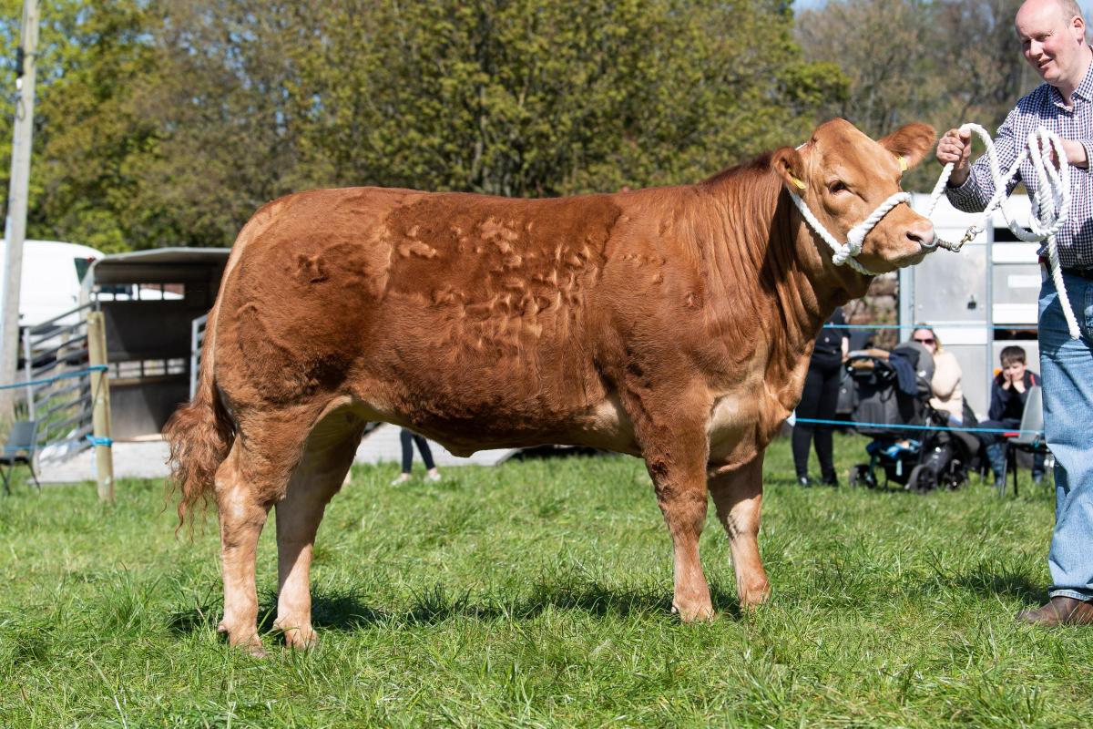 Beef champion was from Paul McHarg  Ref:RH270422070  Rob Haining / The Scottish Farmer...