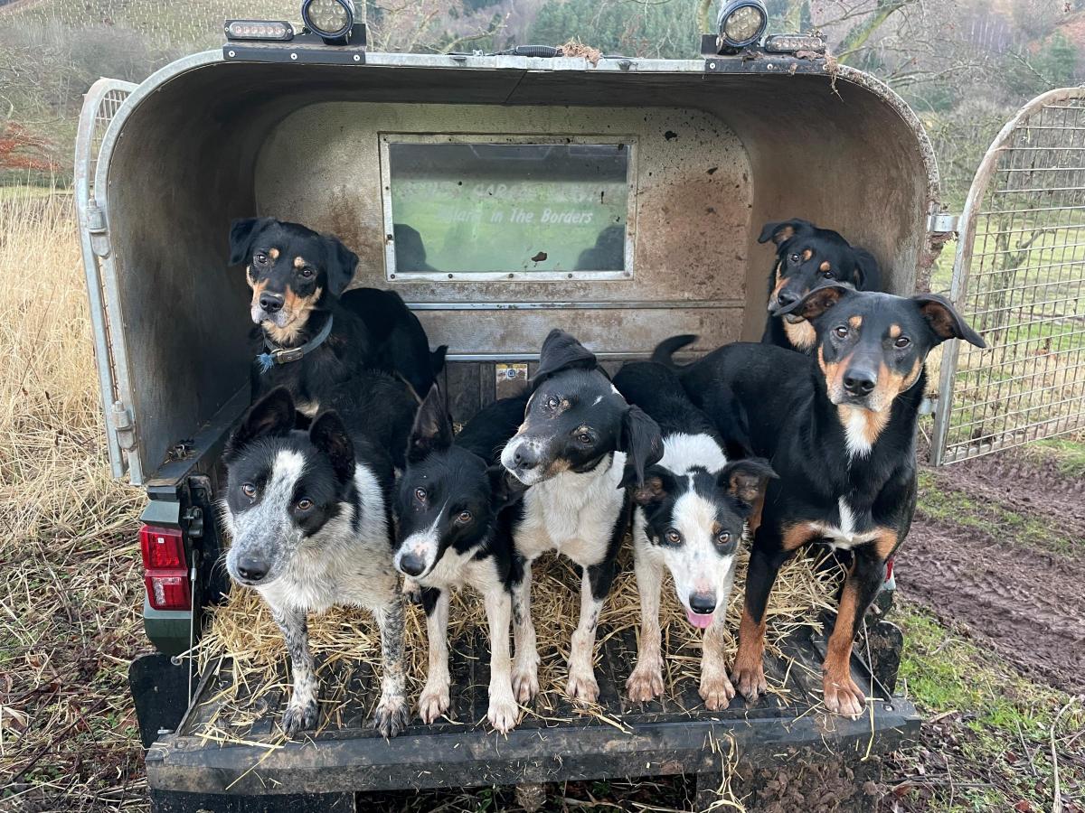 Heather Runciman - My sons team of working dogs. A good mix of Border Collies, Heading dogs and Huntaways