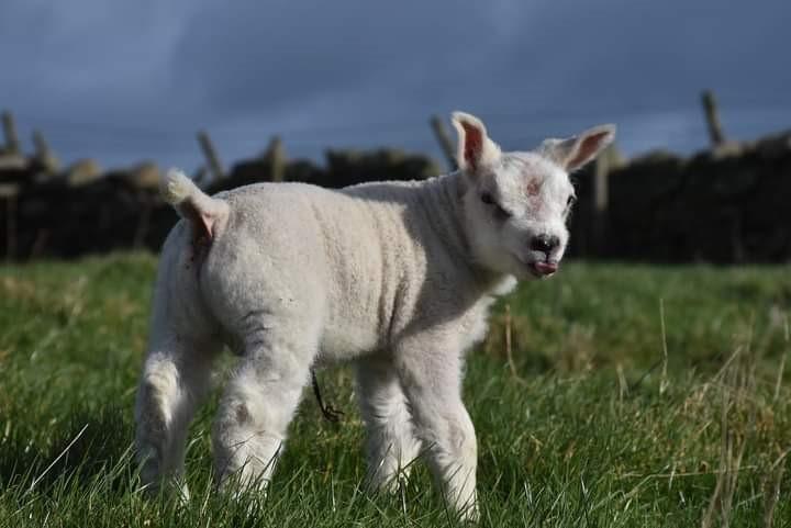Gail Patterson (Twynholm, Kirkcudbright) - 2 week old lamb from the Moss Nae Beltex flock enjoying a rare bit of sunshine