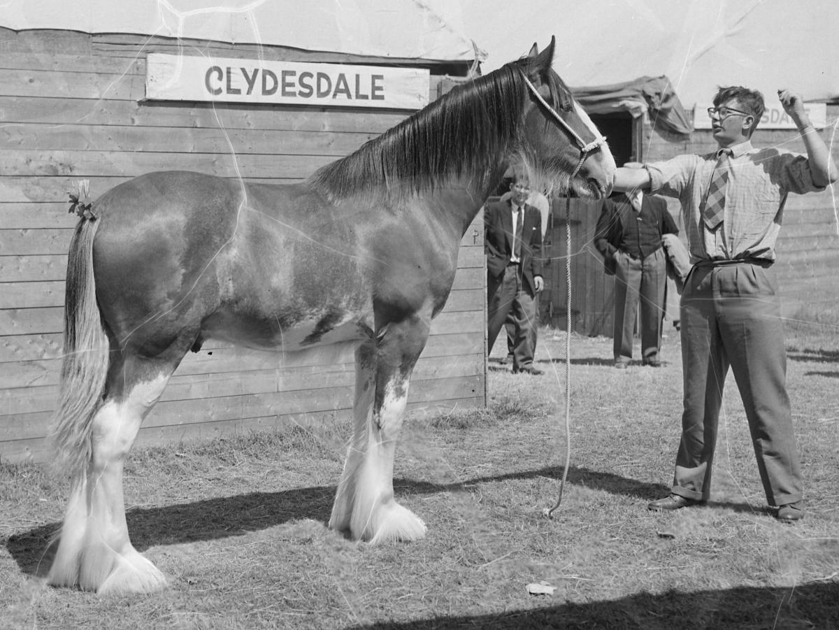 Bell Mount Ideal. Male Champ. Clydesdale,
 1960.