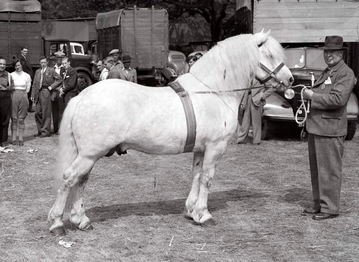 Glenearn Ambassador (Champ at Alloa Highland) June 1953.
