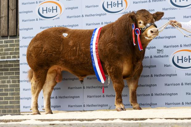 The Scottish Farmer: Intermediate champion and supreme overall Graiggoch Rambo sold for a world record price of 180,000gns for Gerwyn Jones