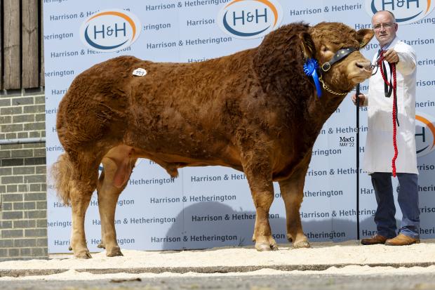 The Scottish Farmer: Meadowrig Rifraf from Anthony Renton, made 16,000gns 