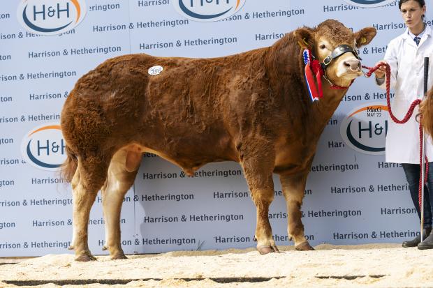 The Scottish Farmer: Llyr Hughes' Pabo Superspice reached 19,000gns 