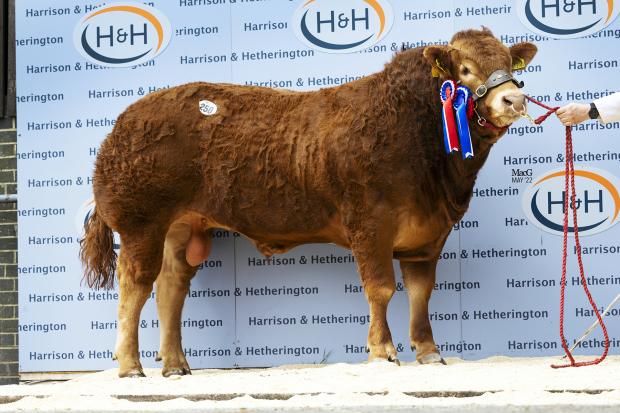 The Scottish Farmer: Reserve overall champion, Goldies Relish, from Bruce Goldie, made 30,000gns