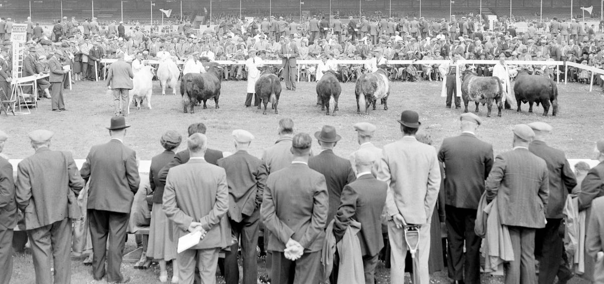 Highland Show Animals, Dumfries, June 1954.