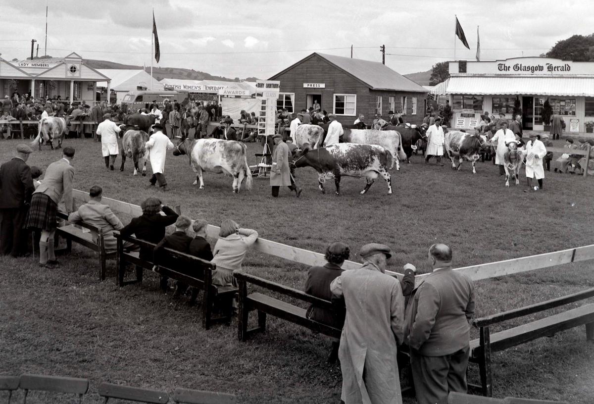 Highland Show Snaps, Dumfries, June 1954.