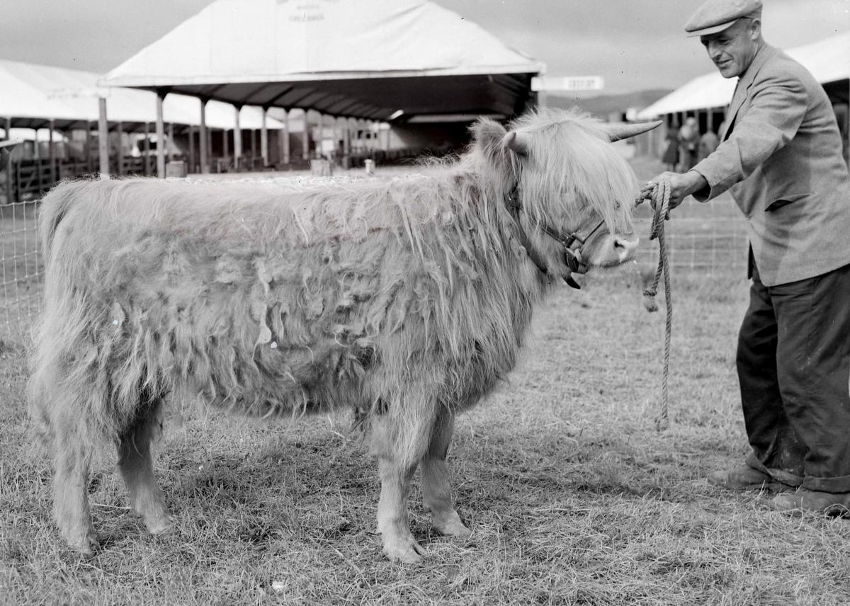 Mingary Highland Cattle at Highland Show, Dumfries, 1954