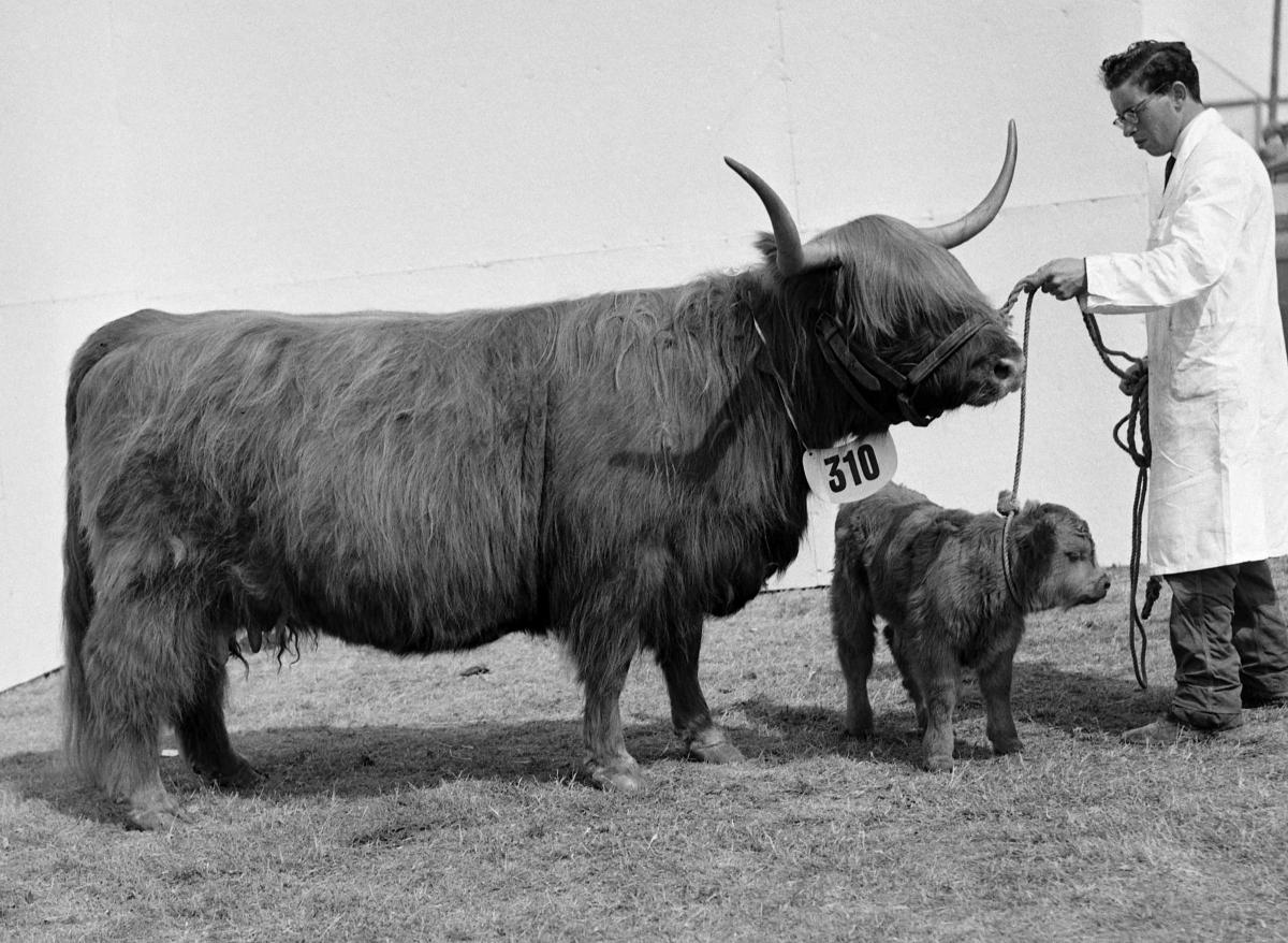 Morag-Ruadh of Mingary Champion, Highlander, 1960