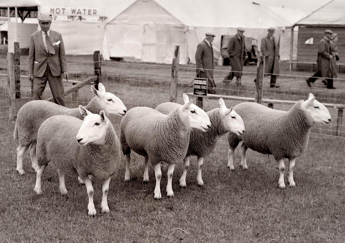 North Country Cheviots (Prop of H.Bleigh, St Johns Wells) June 1955.