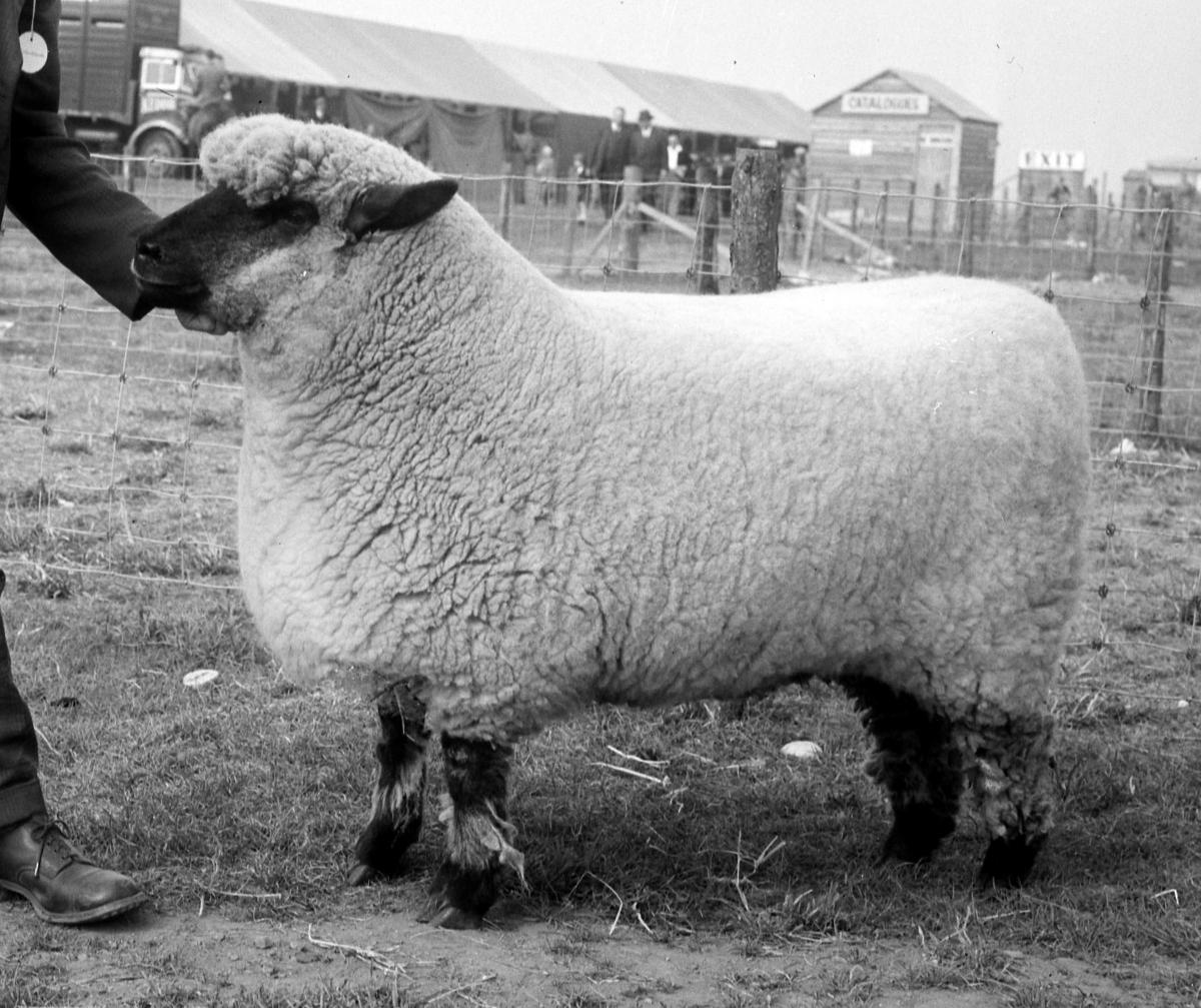 Oxford Gimmer (Charterhouse) Champion at H. and  A.S. Dundee, Angus, June 1949.