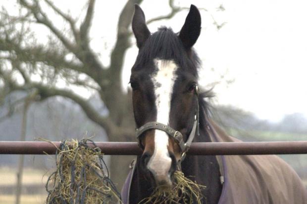 Does your horse need expensive feed, or can good quality hay suffice?