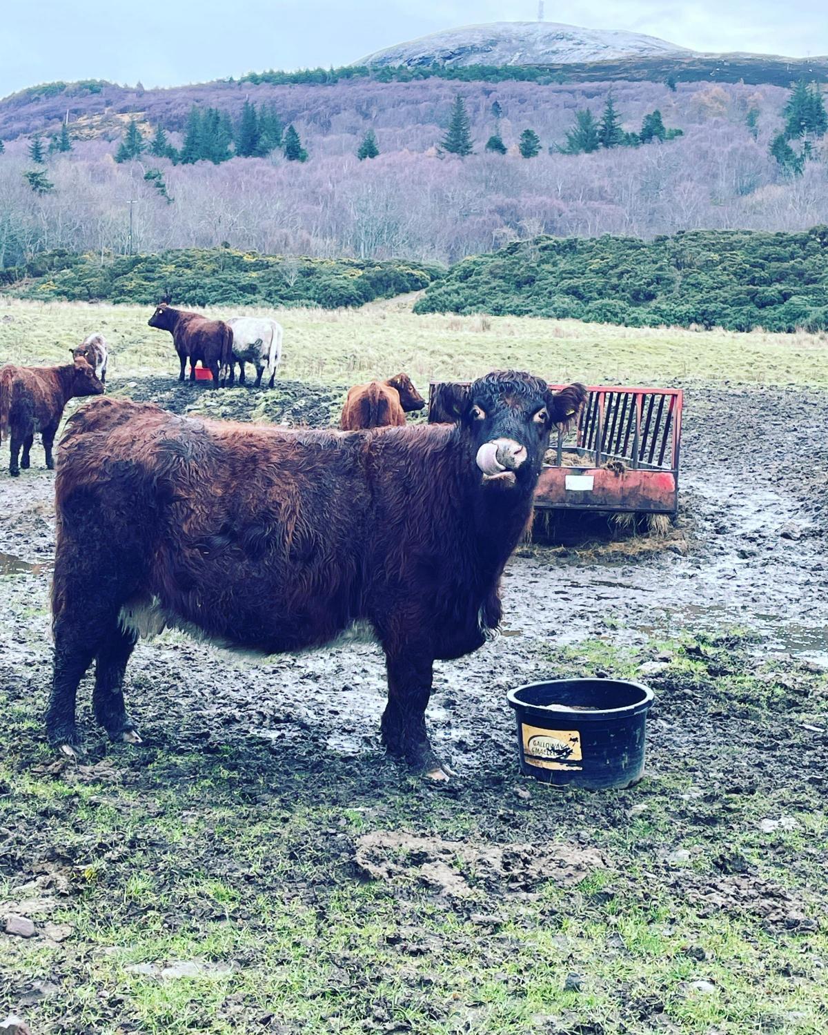 Donna MacKinnon - Tongue Mains Farm cow enjoying the Galway & Macleod multi mag blocks!
