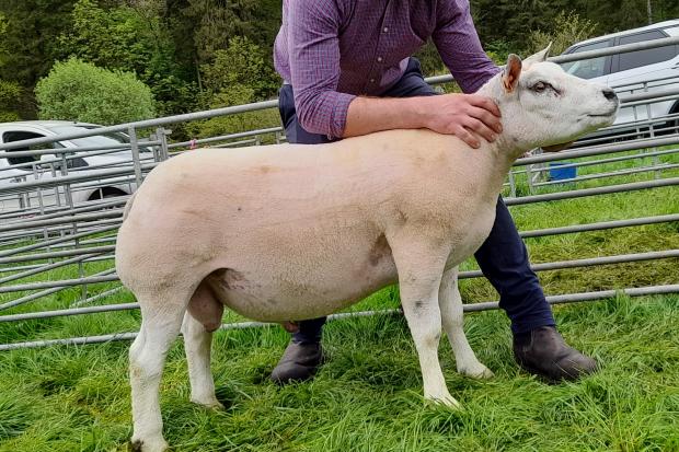 Supreme Beltex was the senior ram from Andy Ireland which went on to lift the overall sheep and reserve overall champion of champions