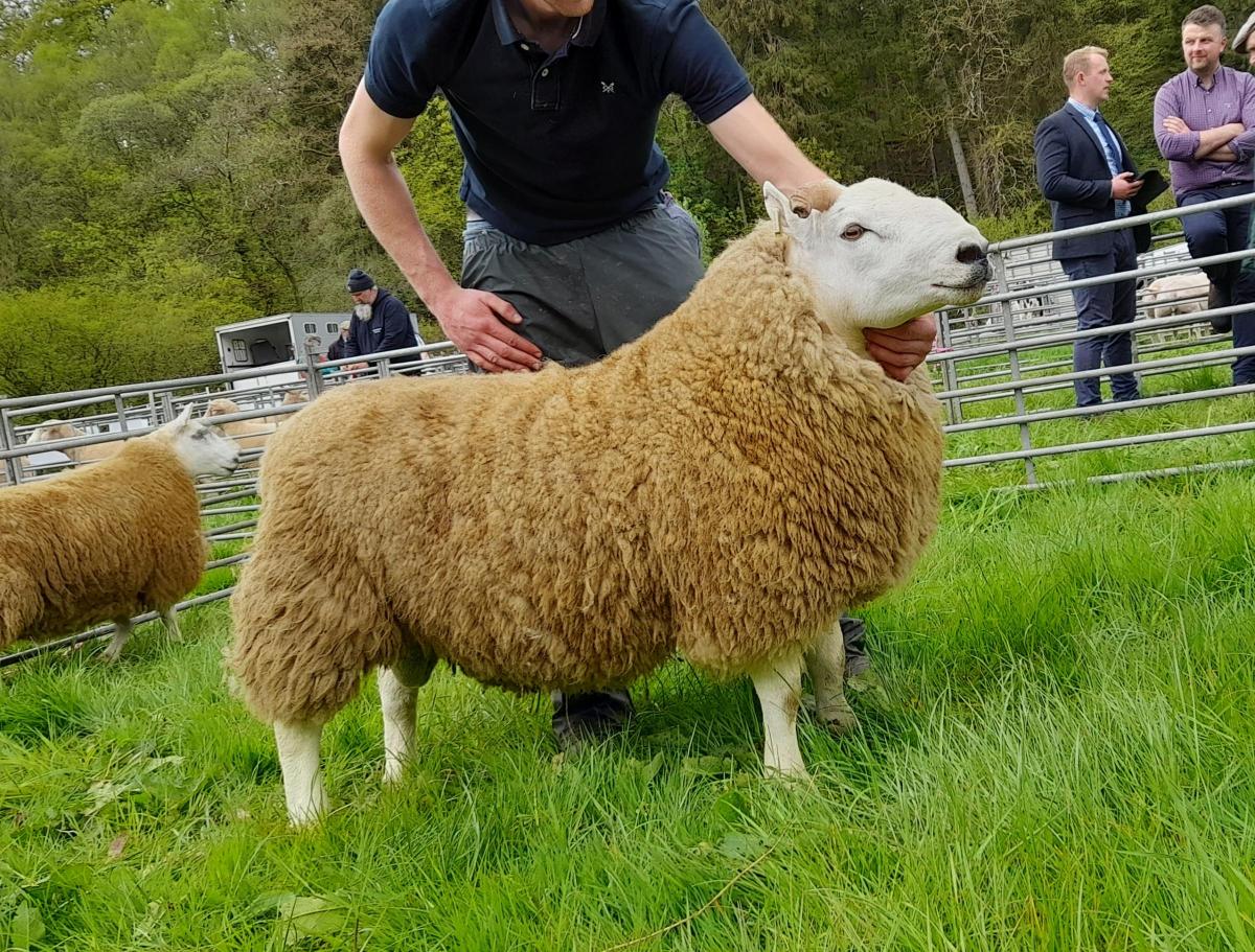 Any other native breed champion was Daniel Hodge's South Country Cheviot ram