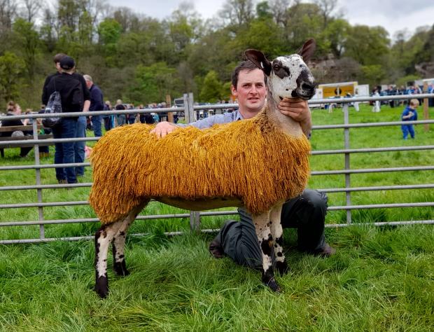 The Scottish Farmer: Bluefaced Leicester champion and reserve sheep from Hugh Fergusson