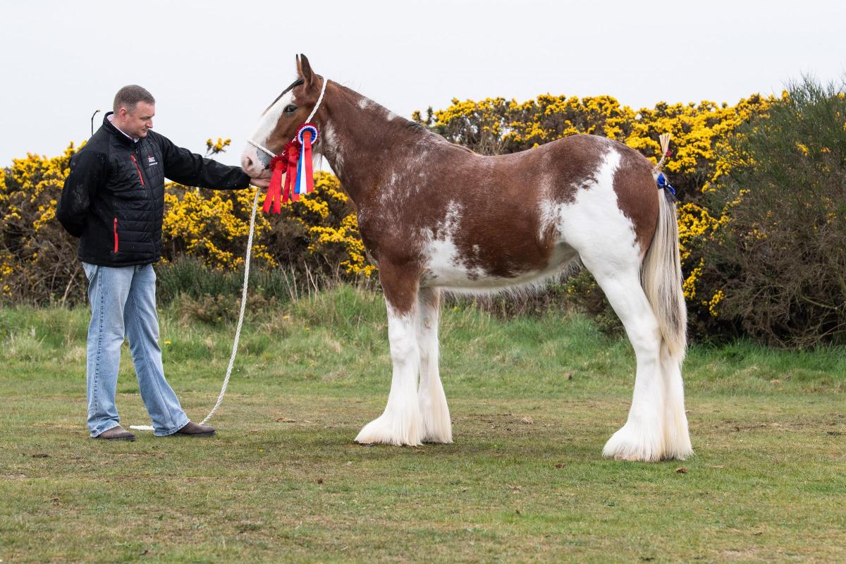 Clydesdale was Lady Crystal from Alan Craig and Agnes Jackson  Ref:RH300422034  Rob Haining / The Scottish Farmer...