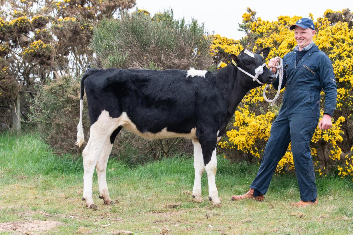 Dairy champion was the calve from Russell Davidson Ref:RH300422022  Rob Haining / The Scottish Farmer...