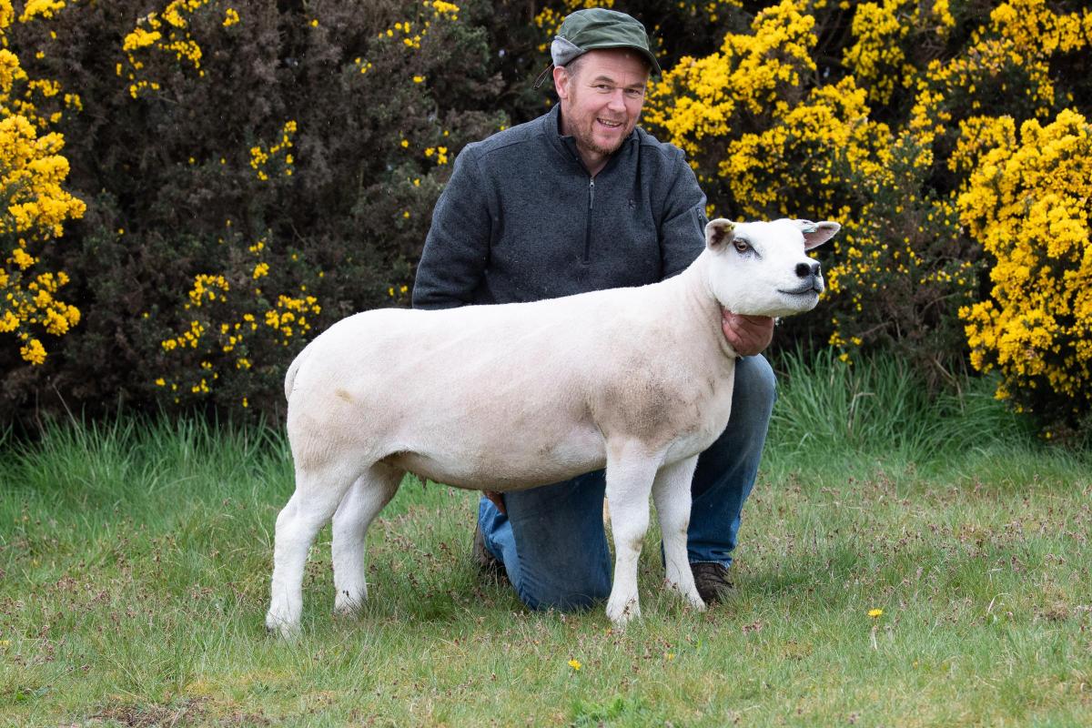 David McPhee's Texel took the sheep inter-breed Ref:RH300422032  Rob Haining / The Scottish Farmer...