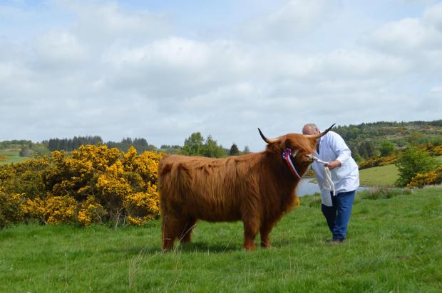The Scottish Farmer: The Highland champion took overall in the beef section for Alan Prentice 
