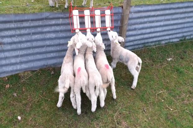 Feeding time for our pet lambs