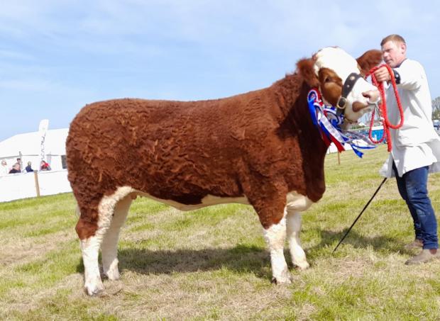 The Scottish Farmer: Annick Ginger's Lucia was Simmental champion and reserve overall beef