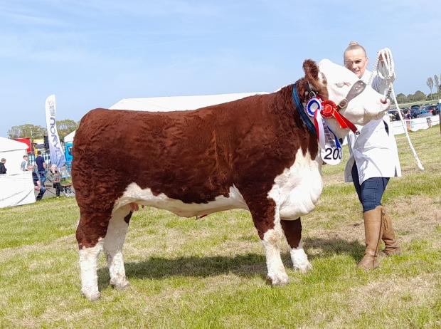The Scottish Farmer: Champion Hereford, Studdolph 1 Barbie 754 from Callum Smith and Anna Wilson