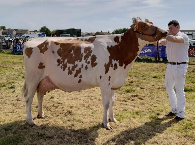 The Scottish Farmer: Champion red and white, Nethervalley Awesome Emma Red from Andrew Struthers and Salvador Esquierdo