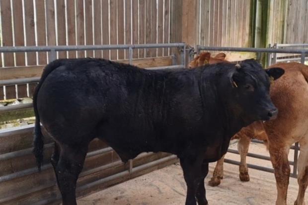This Limousin steer stood champion for E and K Bland before making £1620