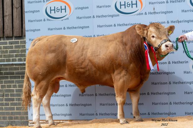 Overall champion and sale leader at 9000gns, Hallfield Rory