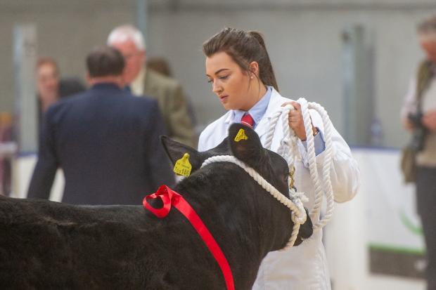 Commercial calf show is always one of the star attractions at National Beef Expo