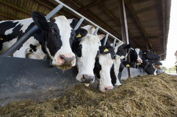 Innovative ruminant formulation is required as feed costs soar
