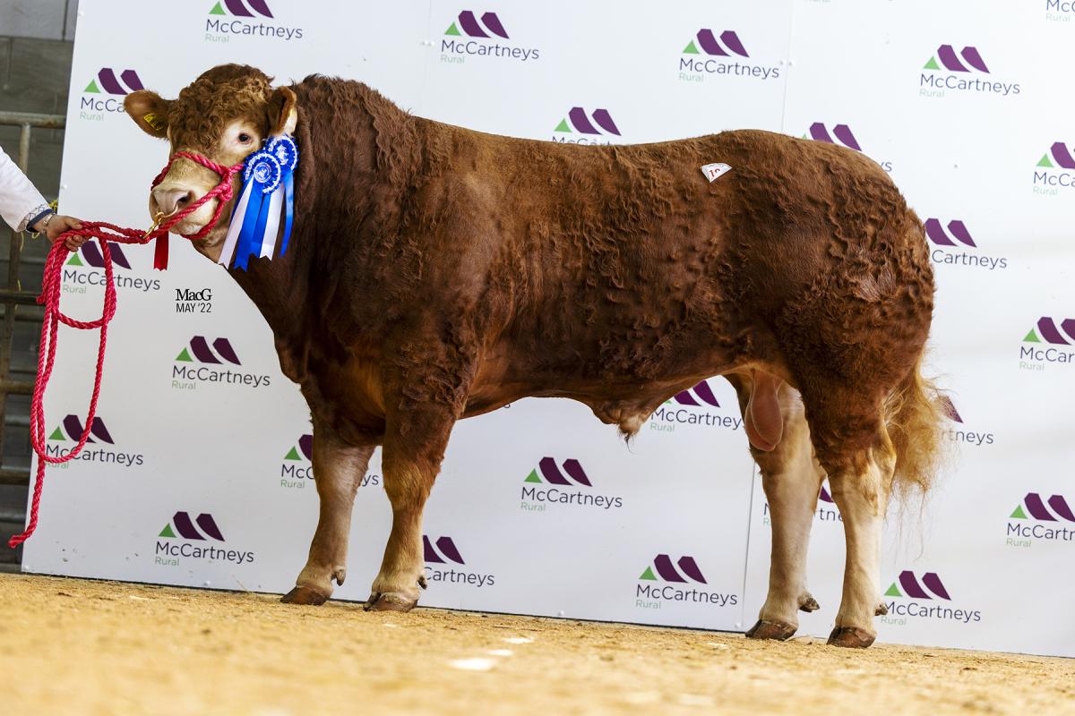 Reserve overall champion Twemlows Rebel topped the sale at 17,000gns