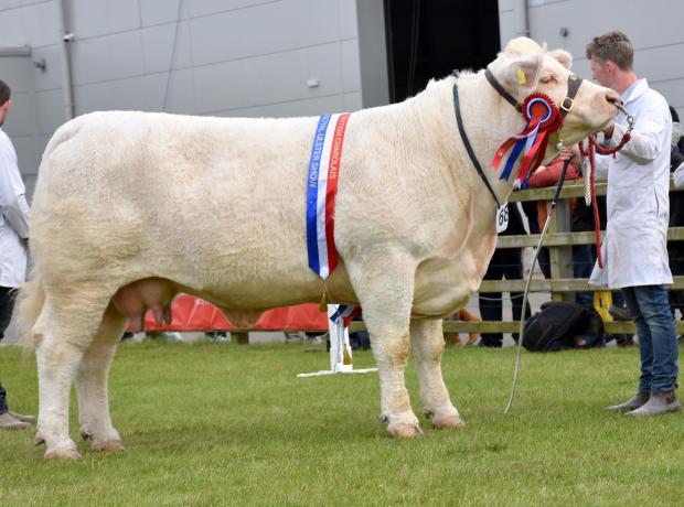 The Scottish Farmer: Jack Smyth holding his Charolais breed champion and overall interbreed champion, Bessiebell Nana
