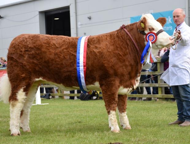 The Scottish Farmer: Pat Kelly's Simmental champion and reserve inter-breed beef, Ashland Topaz Lopez